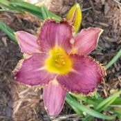 This was ordered from Blueridge Daylilies