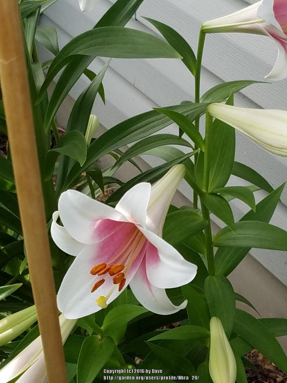 Photo of Lily (Lilium Triumphator) uploaded by Nhra_20