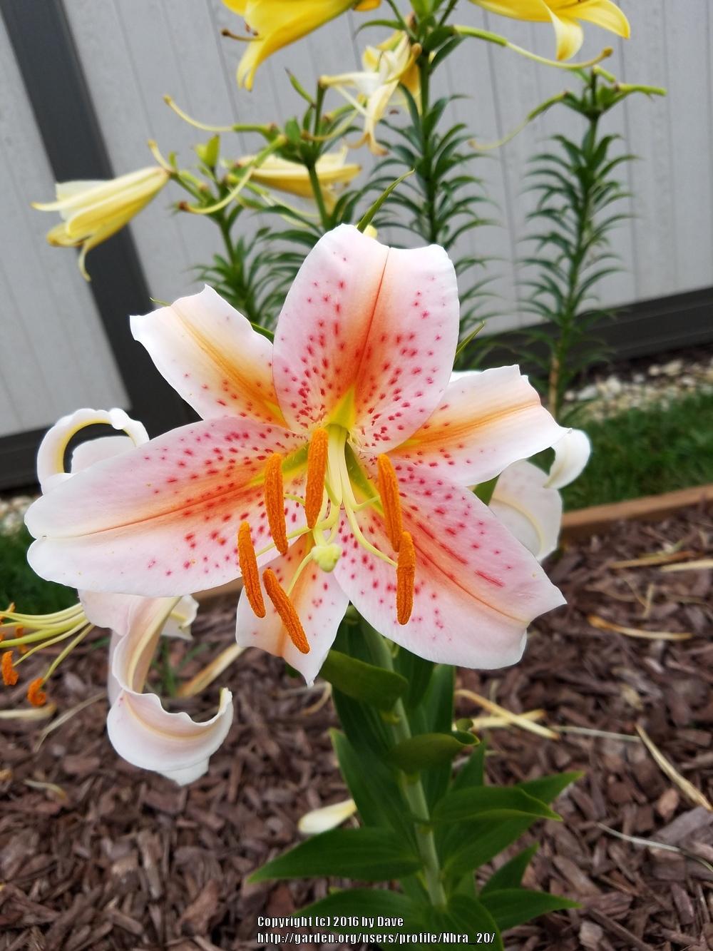 Photo of Lily (Lilium 'Salmon Star') uploaded by Nhra_20