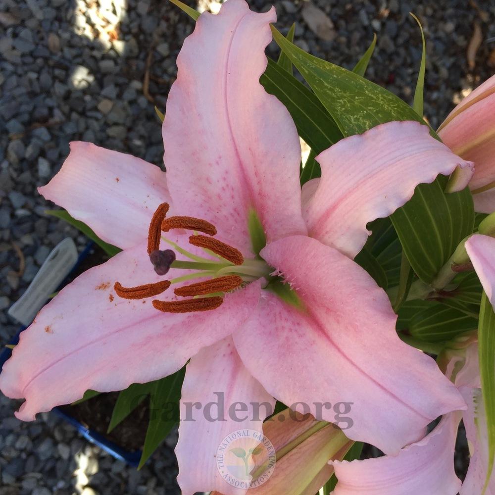 Photo of Lily (Lilium Lily Looks™ Sunny Bonaire) uploaded by Patty