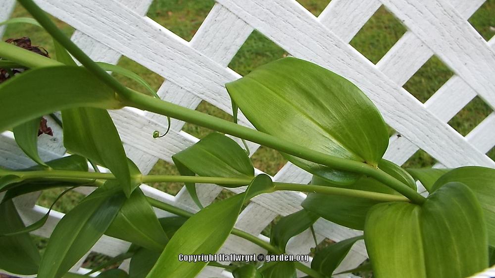 Photo of Gloriosa Lily (Gloriosa superba 'Rothschildiana') uploaded by flaflwrgrl