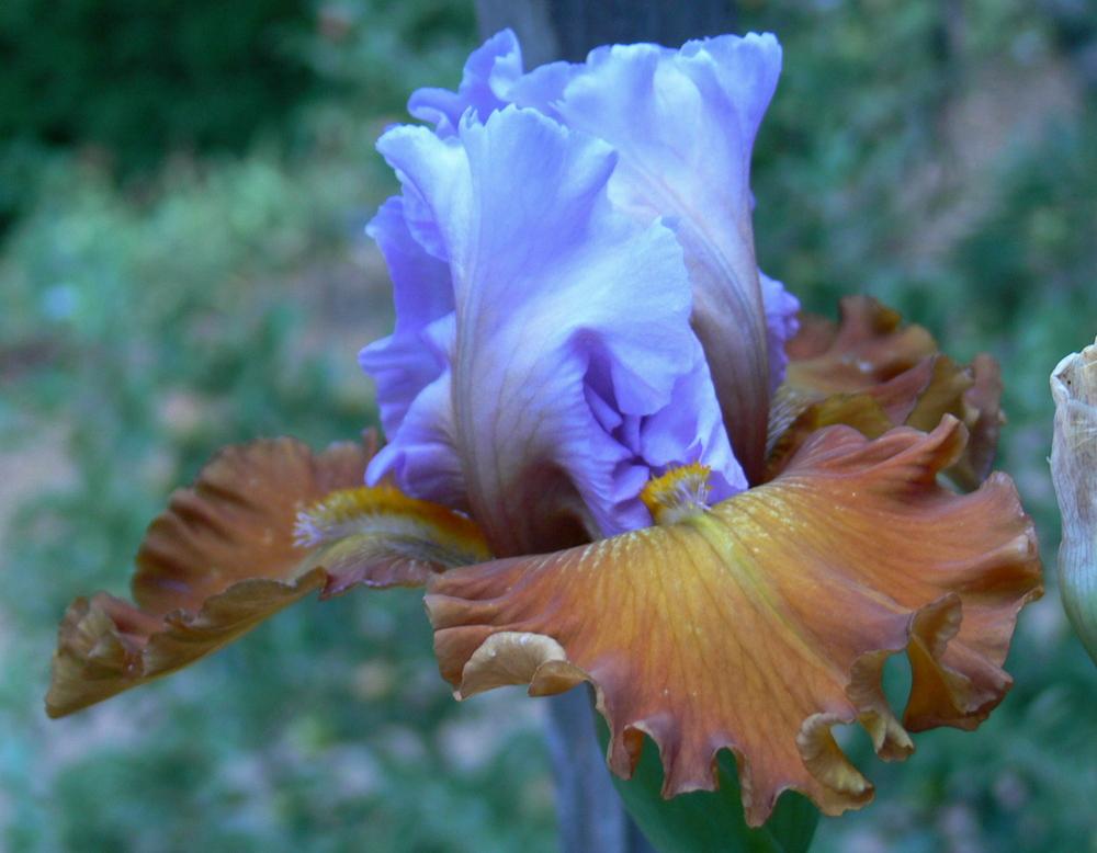 Photo of Tall Bearded Iris (Iris 'Valley of Dreams') uploaded by janwax