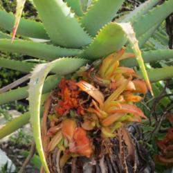 Location: Baja California
Date: 2012-04-06
Aloe mite infestation of leaves