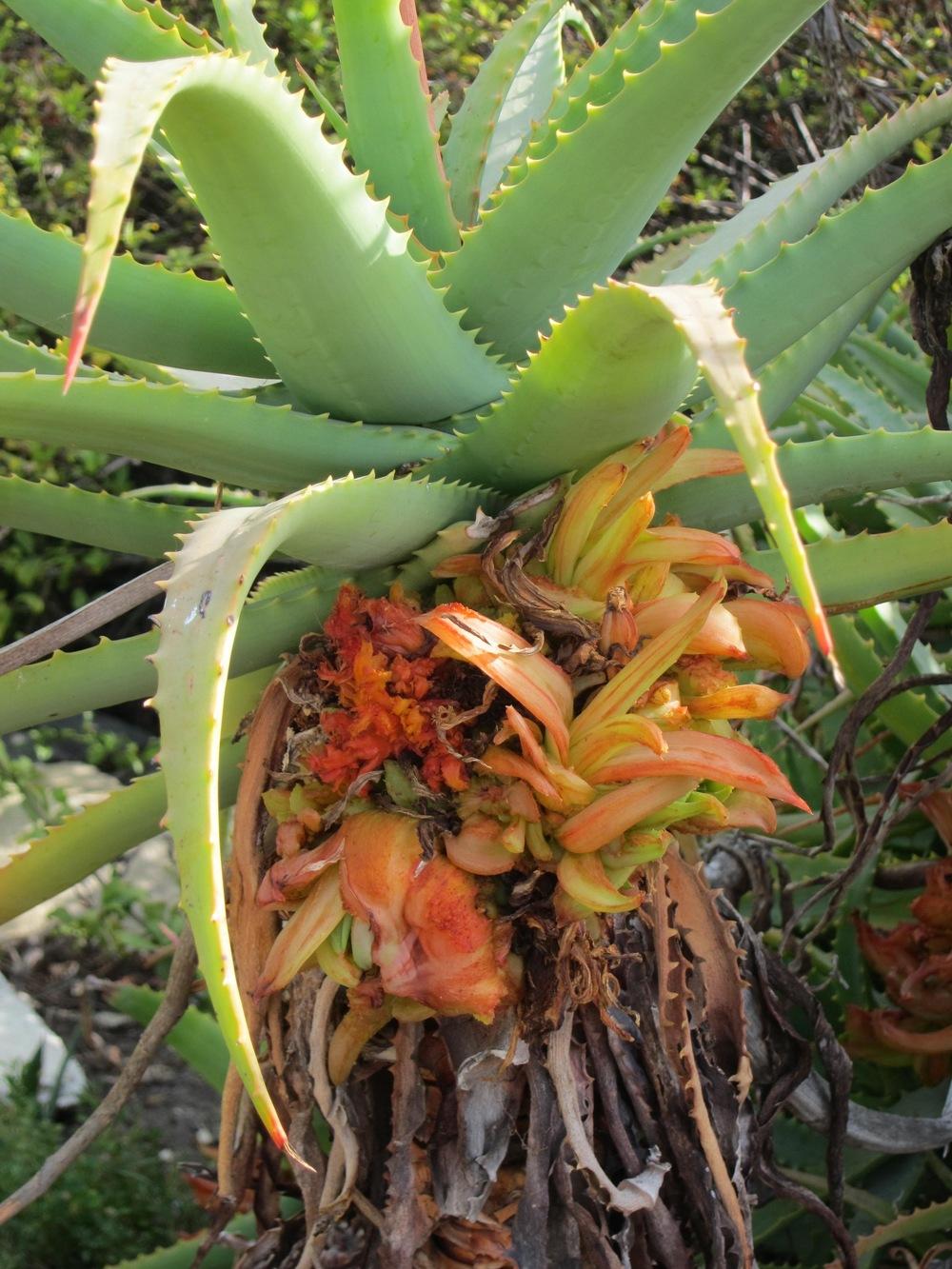 Photo of Krantz Aloe (Aloe arborescens) uploaded by Baja_Costero