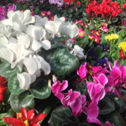 Location: Orangeburg, SC
Date: 2016-04-22
Florists Cyclamen multi photo
