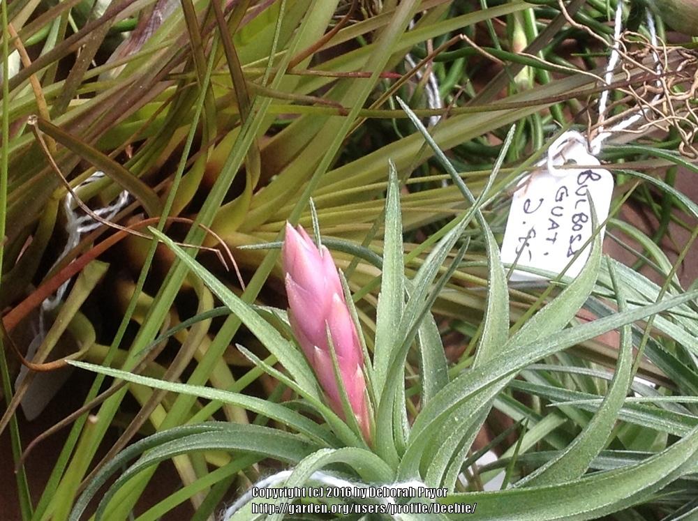Photo of Pink Quill (Wallisia cyanea) uploaded by Deebie