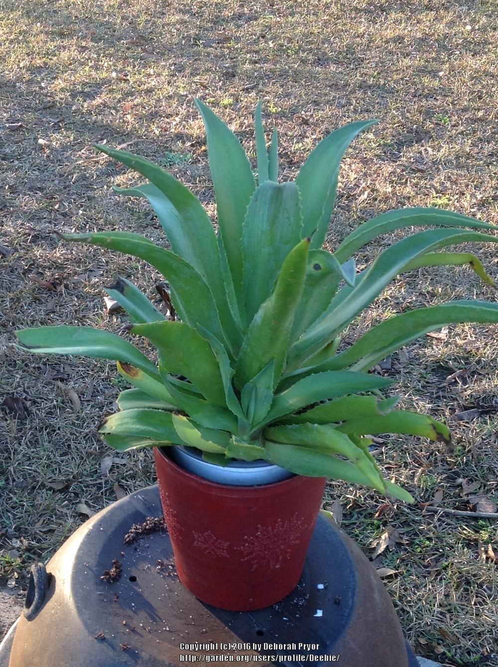 Photo of Smooth Agave (Agave de-meesteriana) uploaded by Deebie