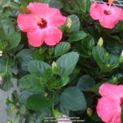 Location: Columbia, SC
Date: 2016-04-22
Tropical hibiscus red blooms