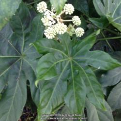 Location: Charleston, SC
Date: 2015-11-29
Fatsia Japonica leaves and bloom