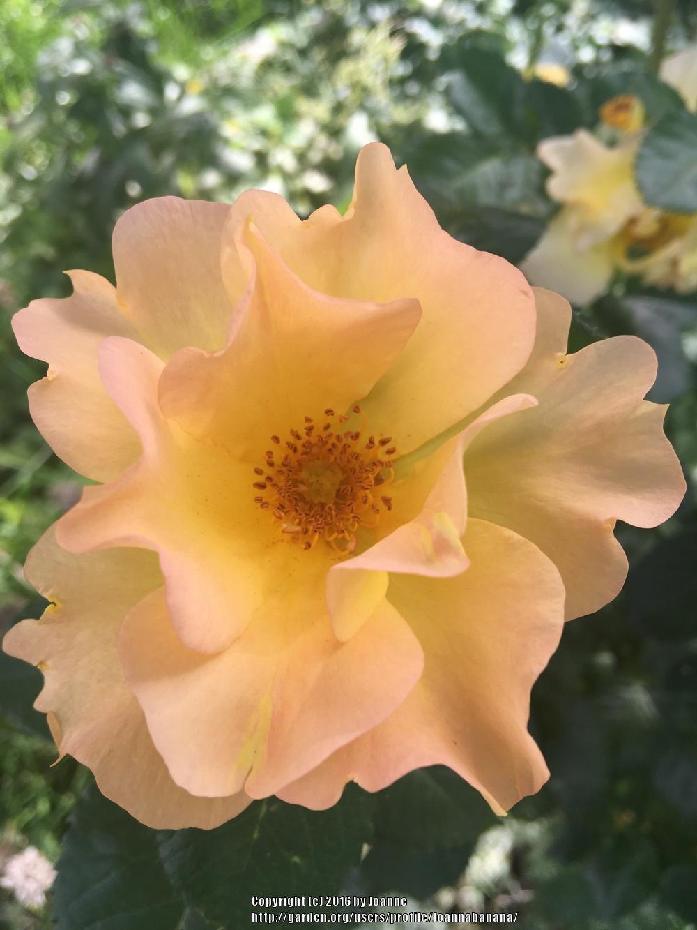 Photo of Rose (Rosa 'Morden Sunrise') uploaded by Joannabanana