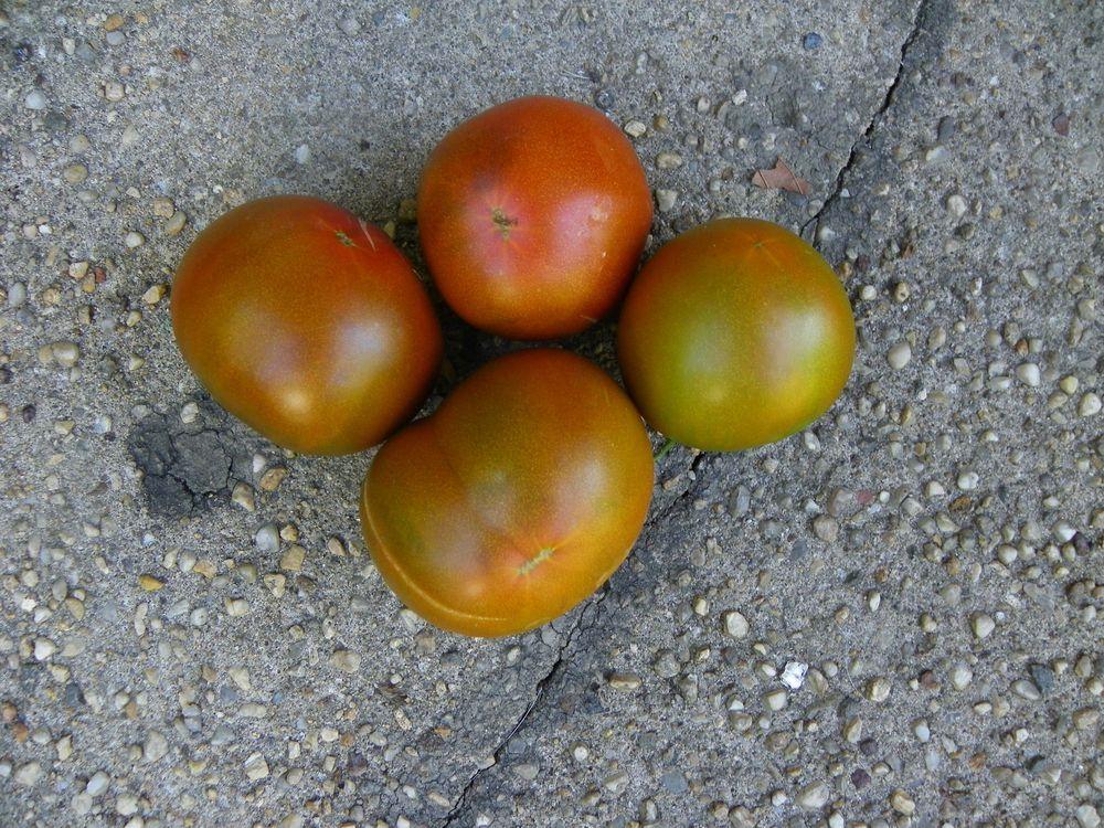 Photo of Tomato (Solanum lycopersicum 'Black Prince') uploaded by Newyorkrita