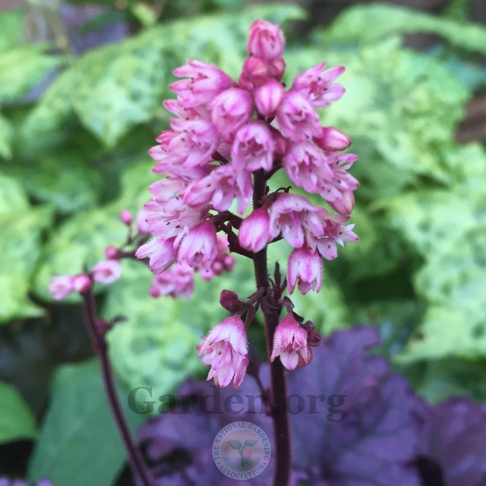 Photo of Coral Bells (Heuchera Forever® Purple) uploaded by Patty
