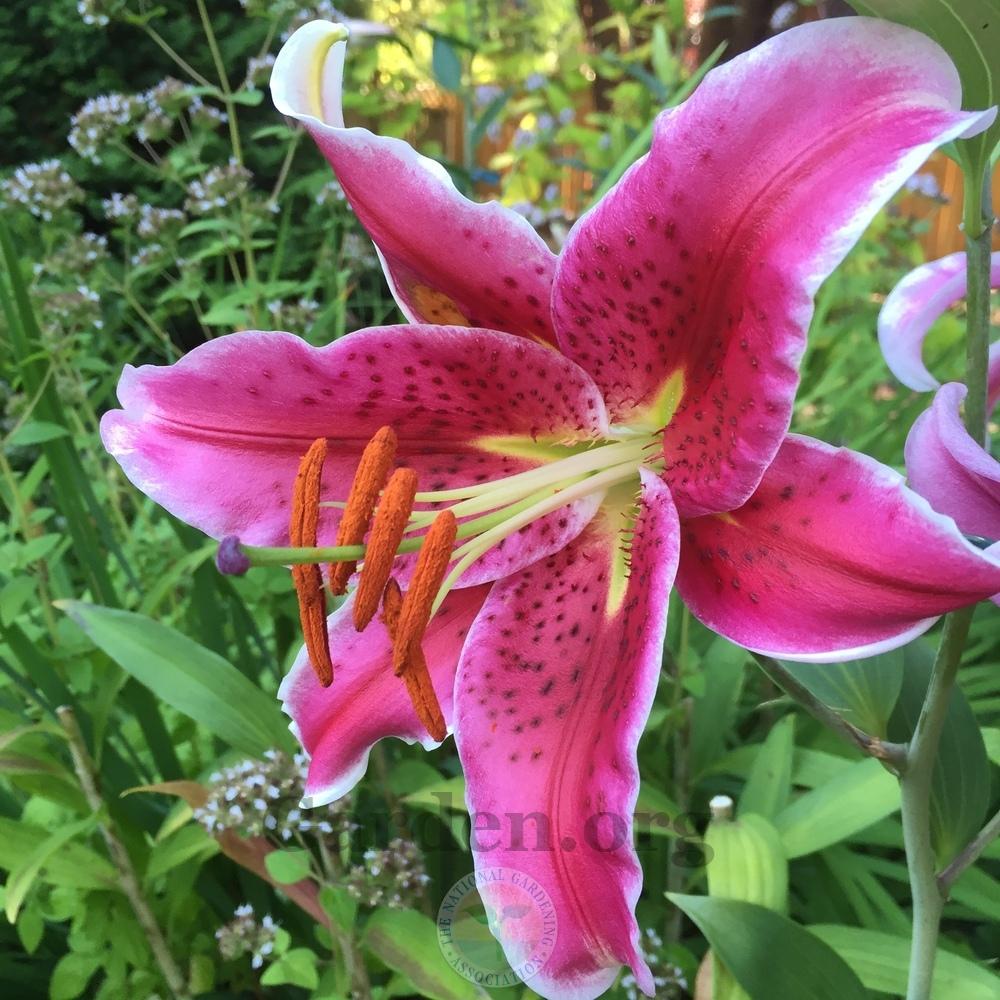 Photo of Oriental Lily (Lilium 'Star Gazer') uploaded by Patty