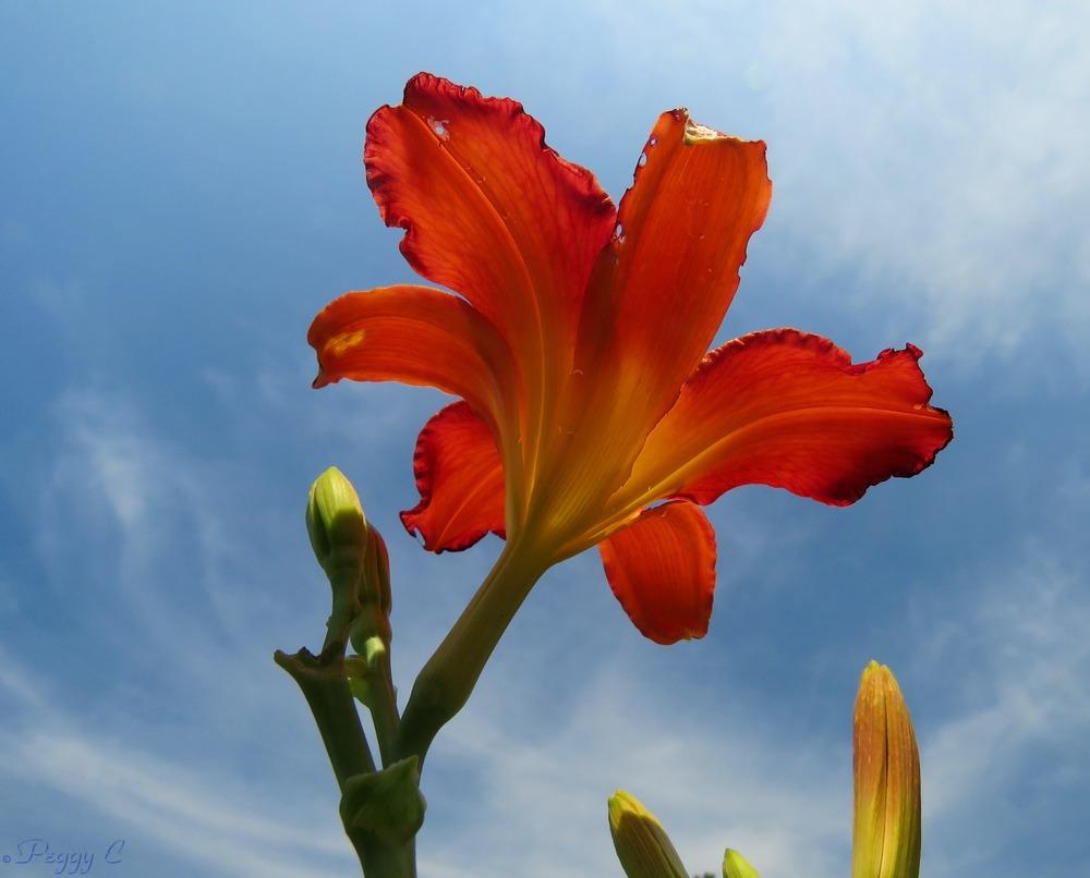 Photo of Daylilies (Hemerocallis) uploaded by PeggyC