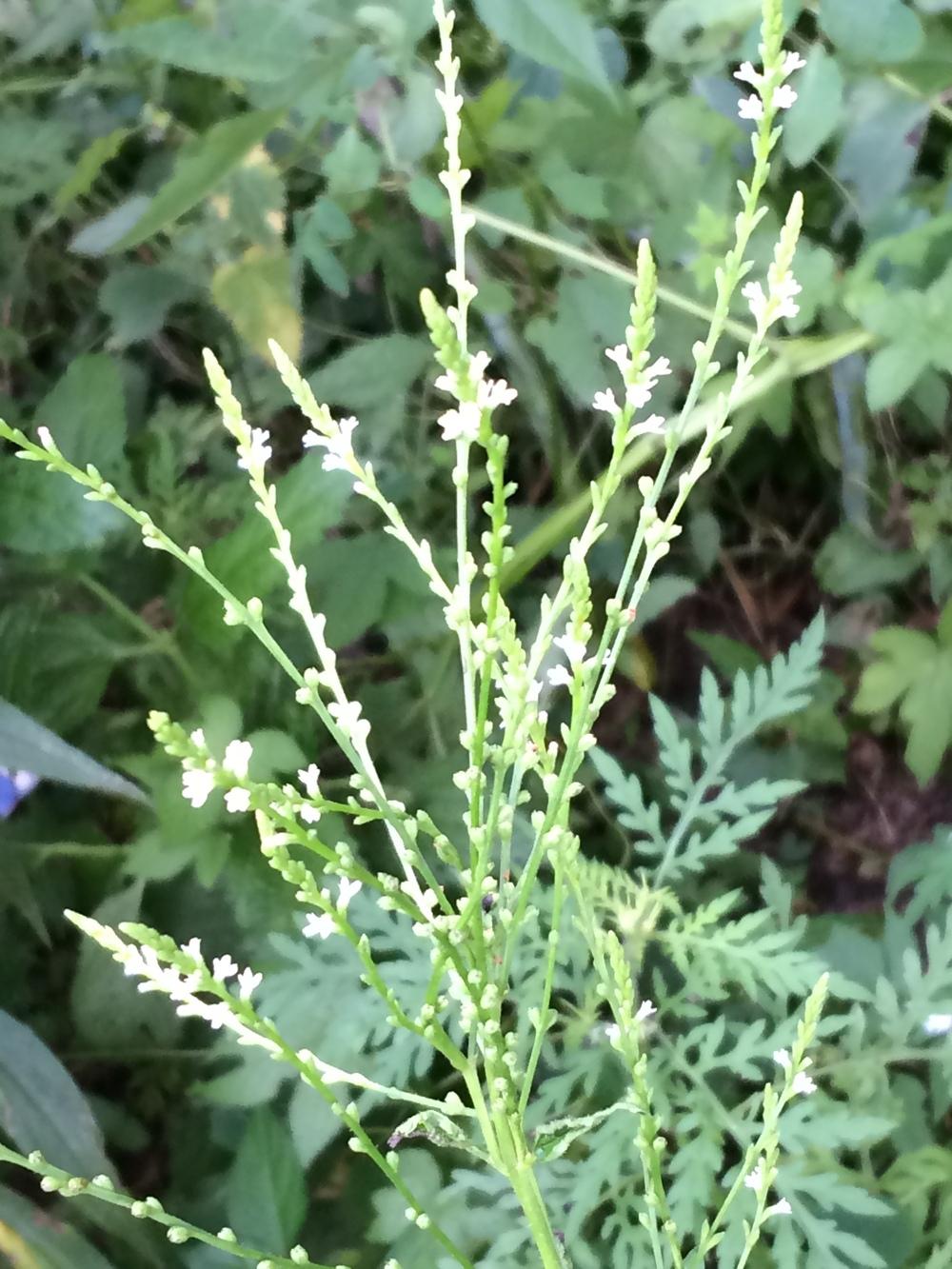 Photo of White Verbena (Verbena urticifolia) uploaded by nativeplantlover