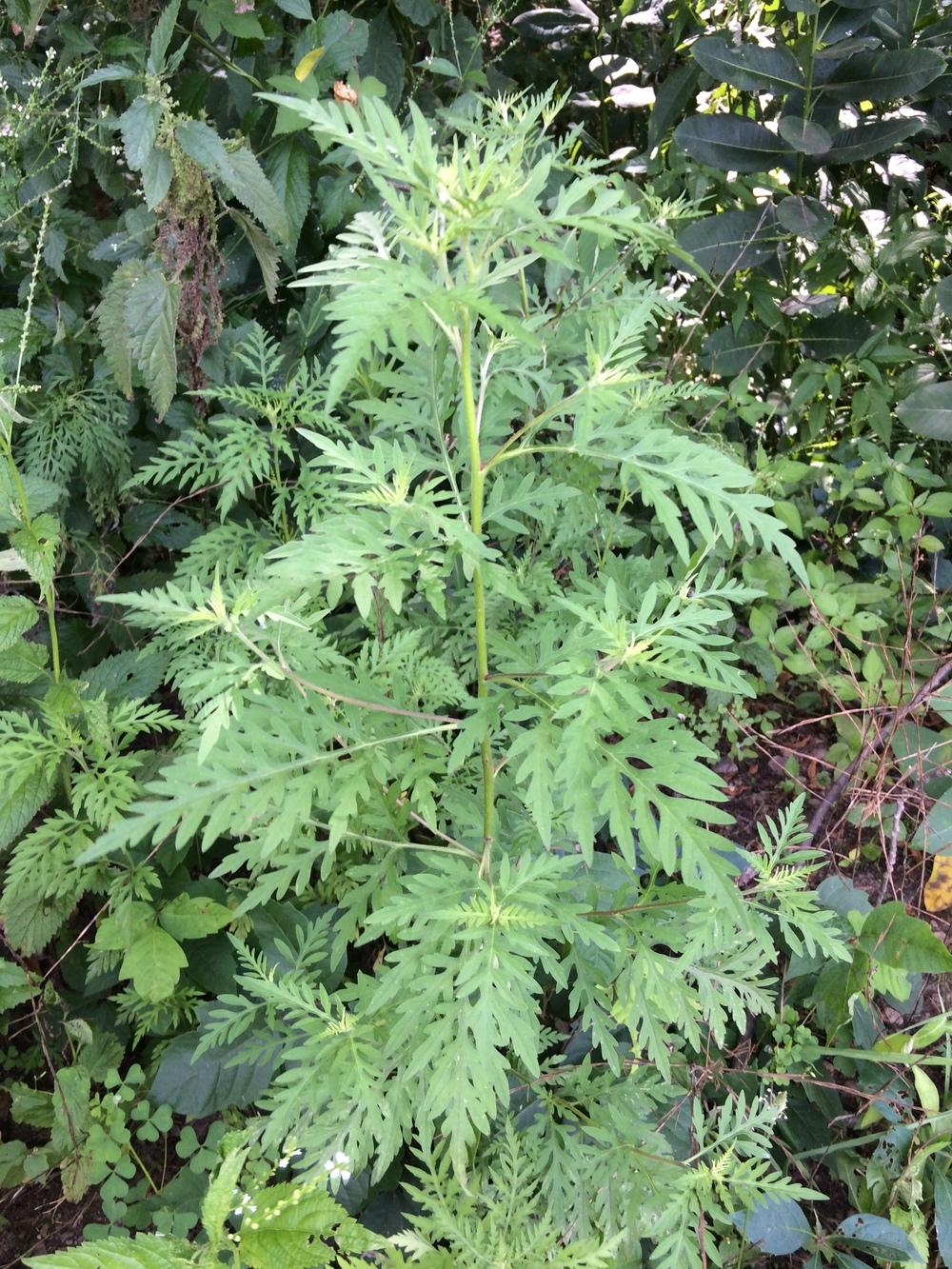 Photo of Common Ragweed (Ambrosia artemisiifolia) uploaded by nativeplantlover