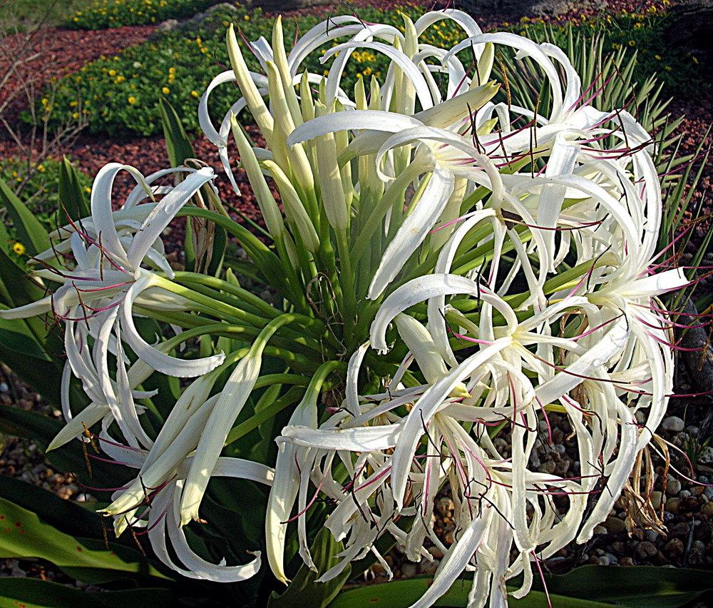Photo of Grand Crinum Lily (Crinum asiaticum) uploaded by sunkissed