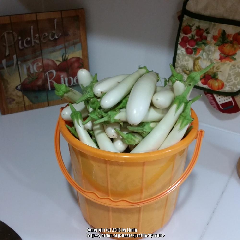 Photo of Eggplant (Solanum melongena 'Gretel') uploaded by Gymgirl