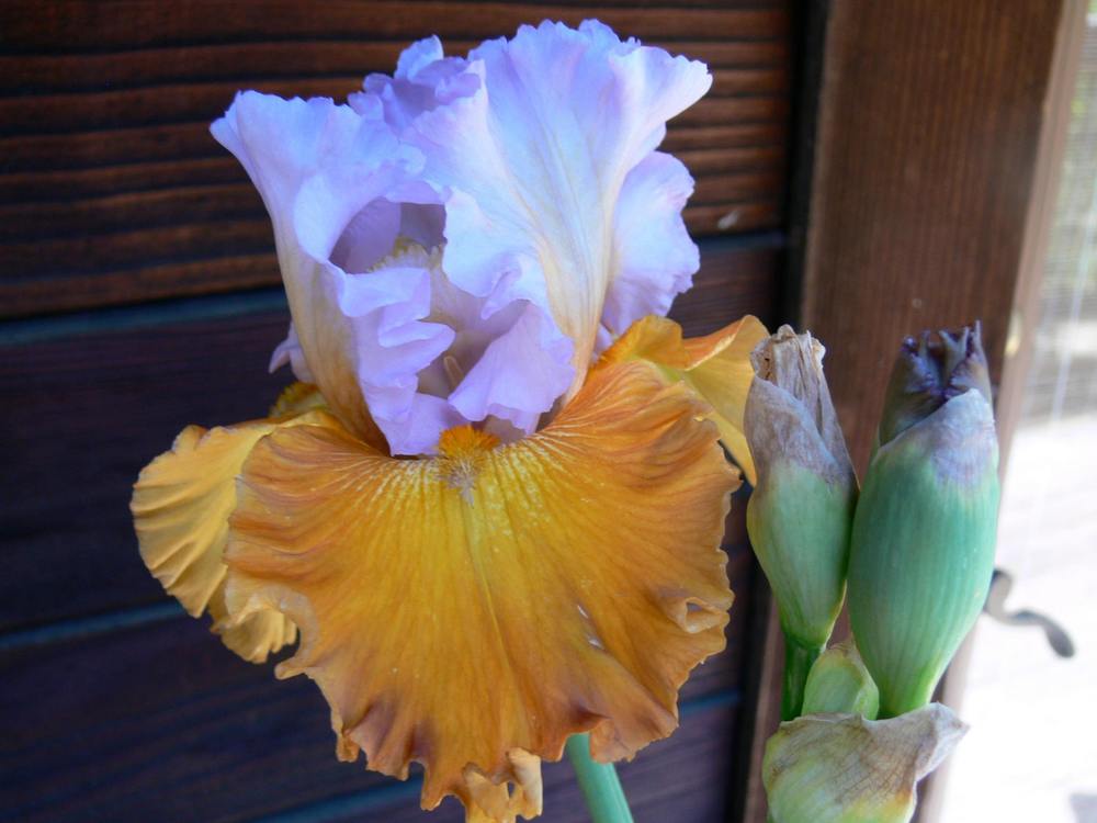 Photo of Tall Bearded Iris (Iris 'Valley of Dreams') uploaded by janwax