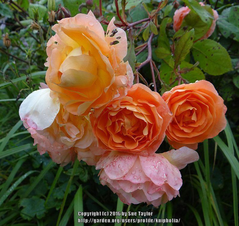 Photo of Rose (Rosa 'Lady Emma Hamilton') uploaded by kniphofia