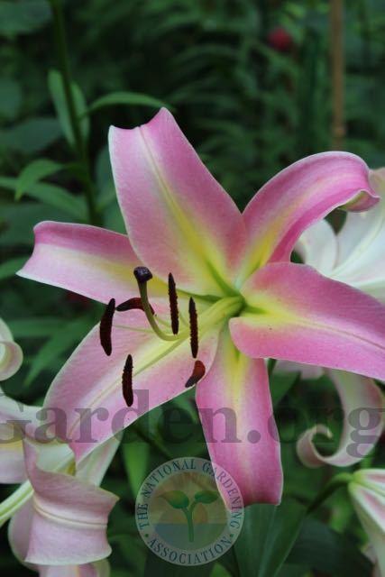 Photo of Lily (Lilium 'Corsini') uploaded by magnolialover