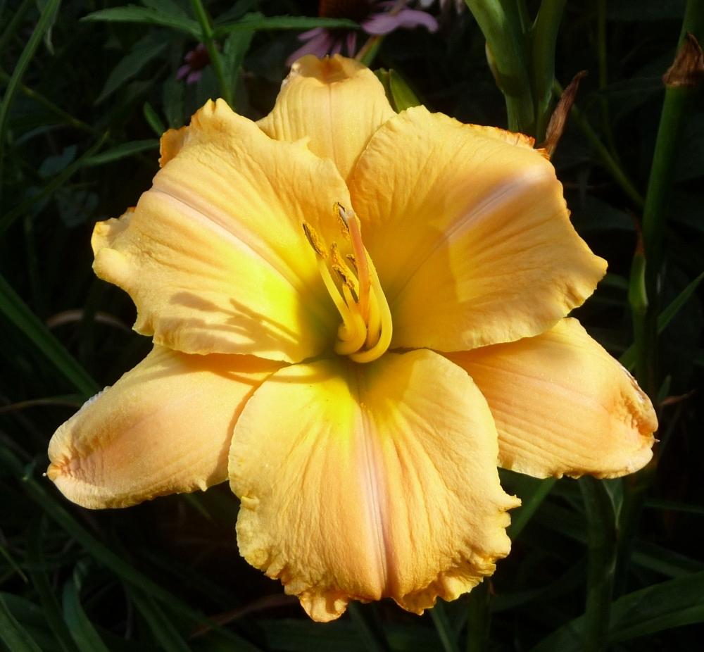 Photo of Daylily (Hemerocallis 'Far from the Madding Crowd') uploaded by twixanddud