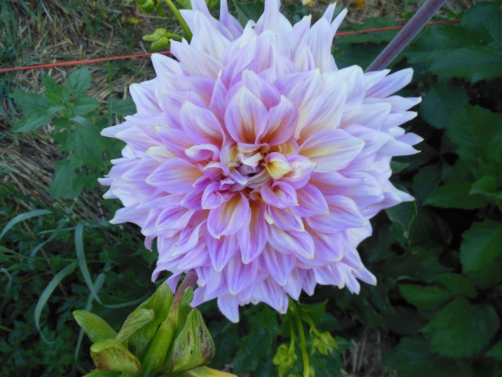 Photo of Dahlia 'Kidd's Climax' uploaded by CLC70
