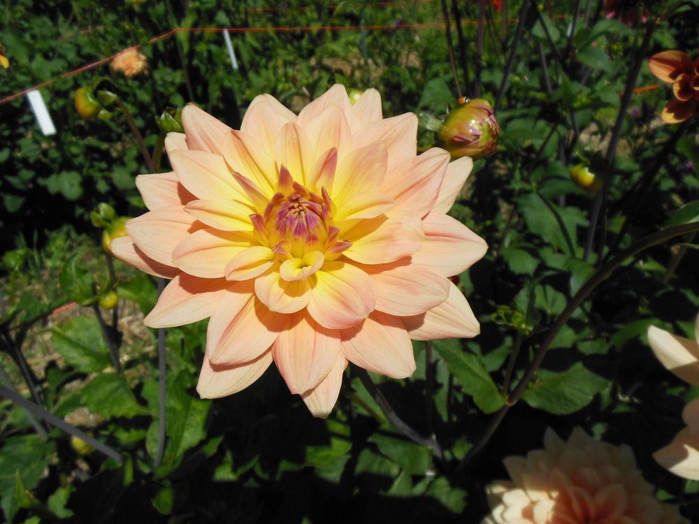 Photo of Dahlia 'Summer's End' uploaded by CLC70