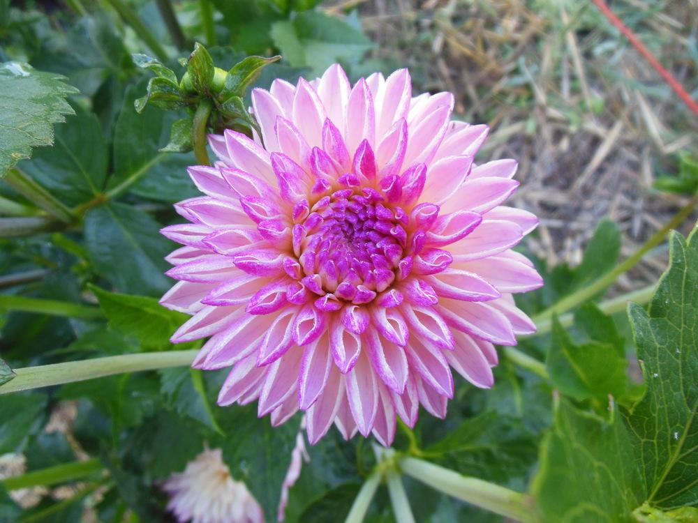 Photo of Dahlia 'Valley Porcupine' uploaded by CLC70