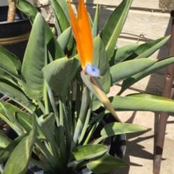 Location: Orange, CA
Date: 2016-07-29
First bloom