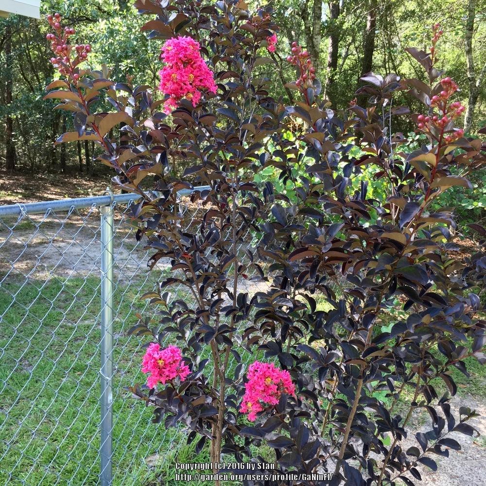Photo of Crepe Myrtle (Lagerstroemia Black Diamond® Shell Pink™) uploaded by GaNinFl