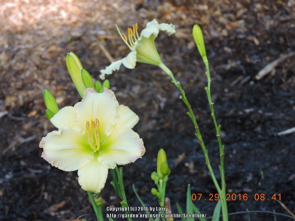 Photo of Daylily (Hemerocallis 'Beautiful Edgings') uploaded by Seedfork
