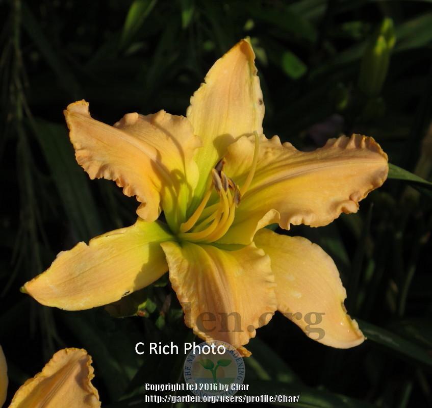 Photo of Daylily (Hemerocallis 'Acquired Arcadian Bliss') uploaded by Char