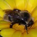 Recovery: Bringing Back Bumble Bees