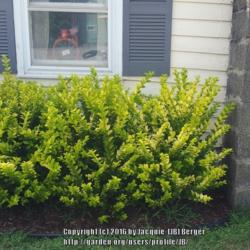Location: JBsPlants at Roblyn Farm, New Jersey
Date: 2016-07-29
Vicary outside workshop not trimmed.