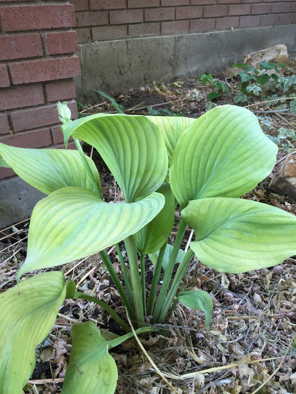 Photo of Hosta 'Sum and Substance' uploaded by SpringGreenThumb