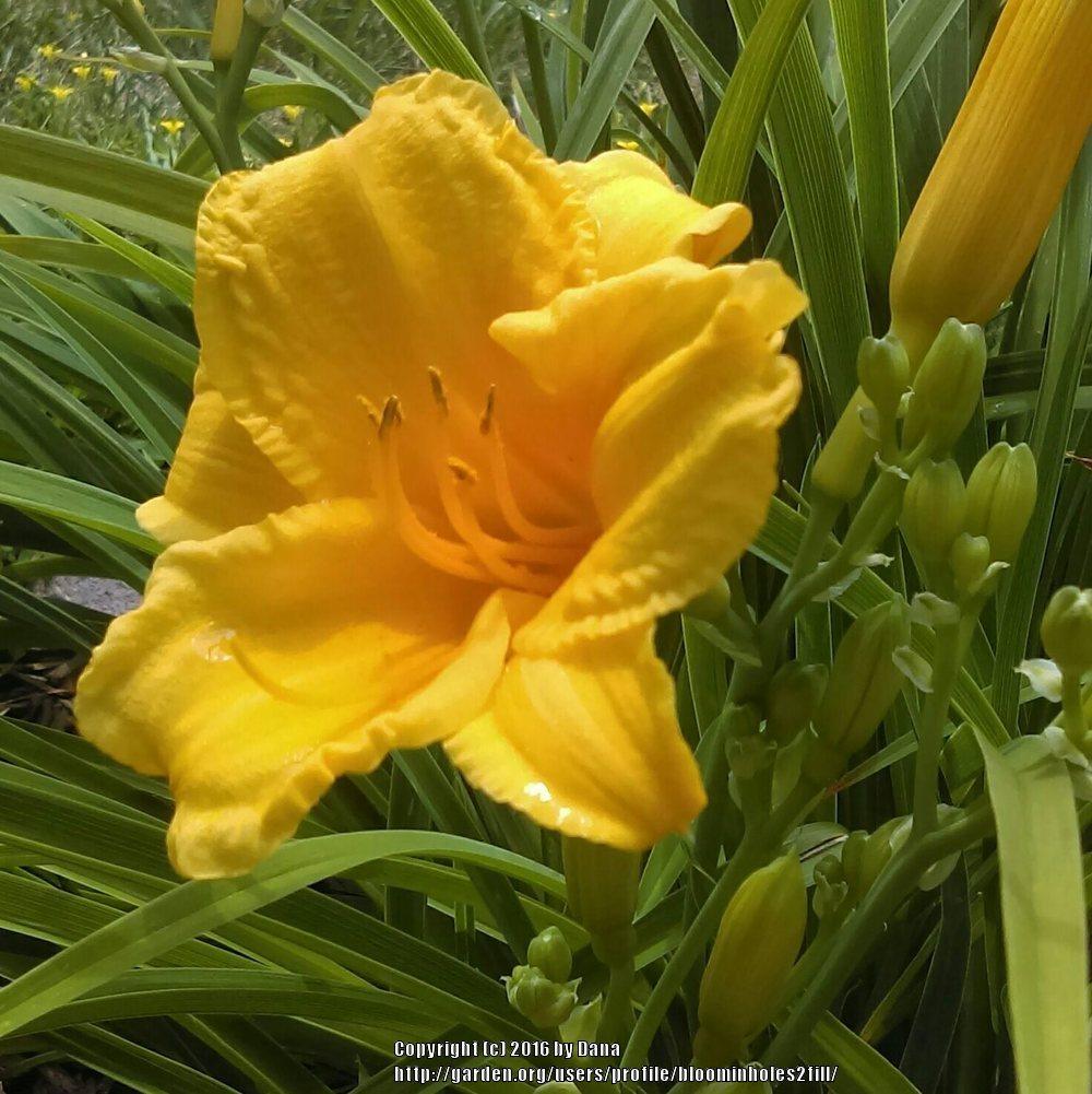 Photo of Daylily (Hemerocallis 'Stella de Oro') uploaded by bloominholes2fill