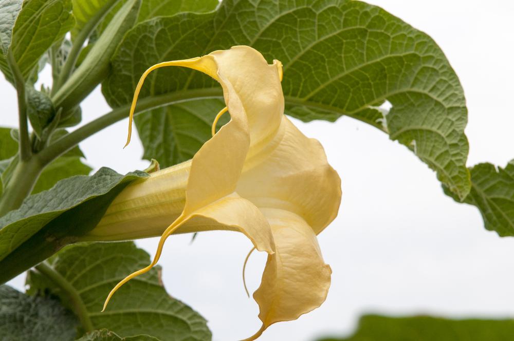 Photo of Angel's Trumpets (Brugmansia) uploaded by cliftoncat