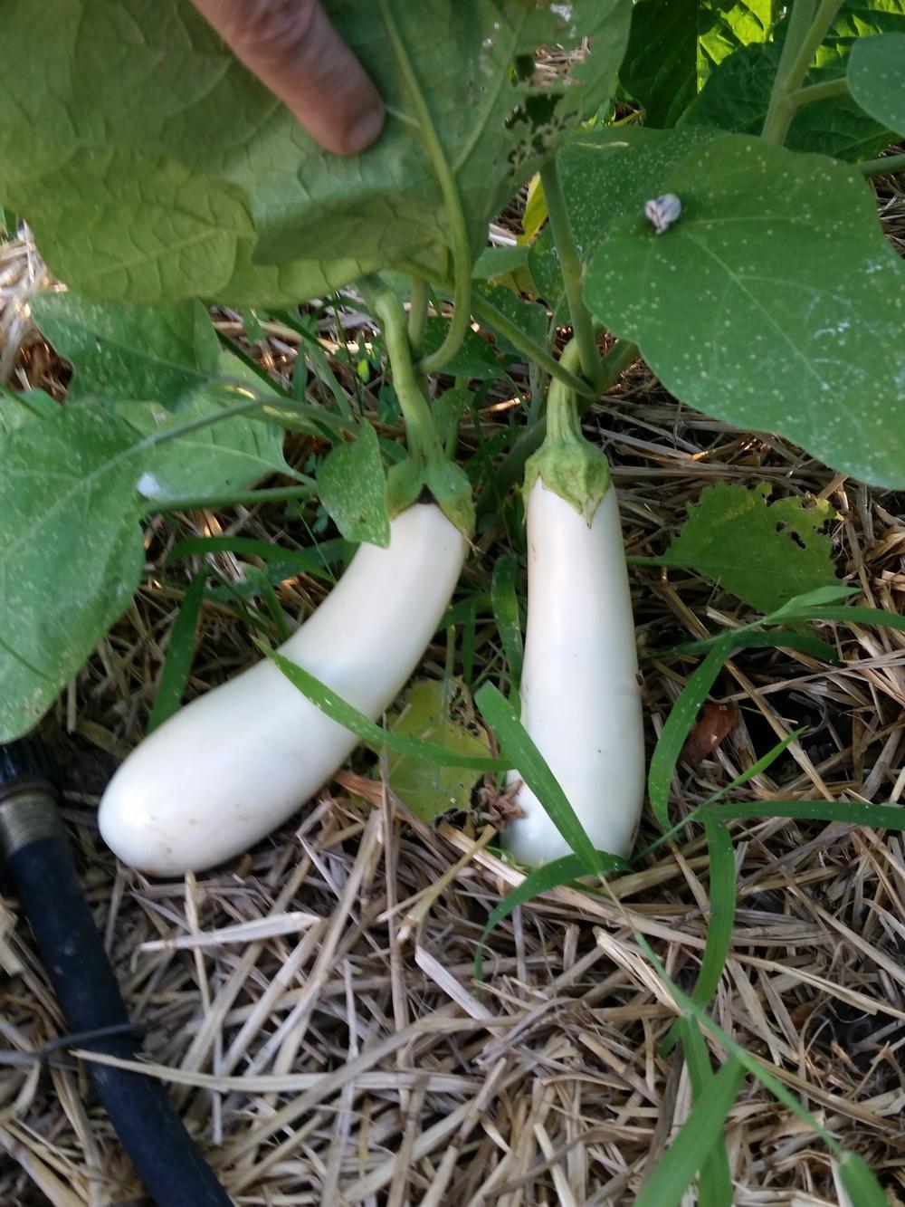 Photo of Eggplant (Solanum melongena 'Casper') uploaded by cybrczch
