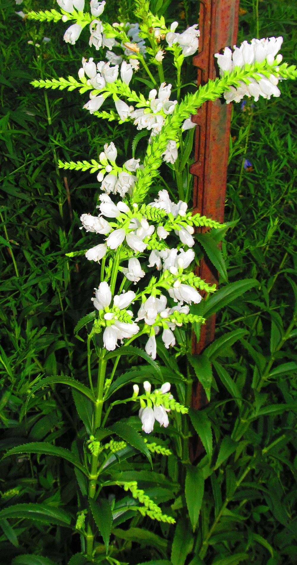 Photo of Obedient Plant (Physostegia) uploaded by jmorth