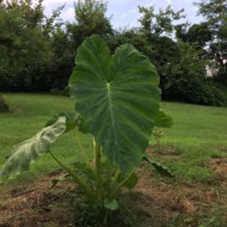 Location: Compost pile in Smithfield, KY
Date: 2016-07-29
Happy living in the compost!