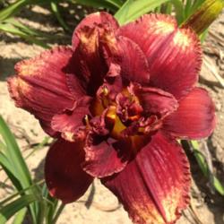 Location: O'Bannon Springs Daylilies, OH