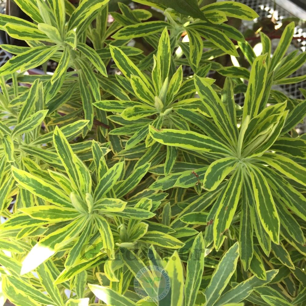 Photo of Euphorbia (Euphorbia x martini 'Ascot Rainbow') uploaded by Patty