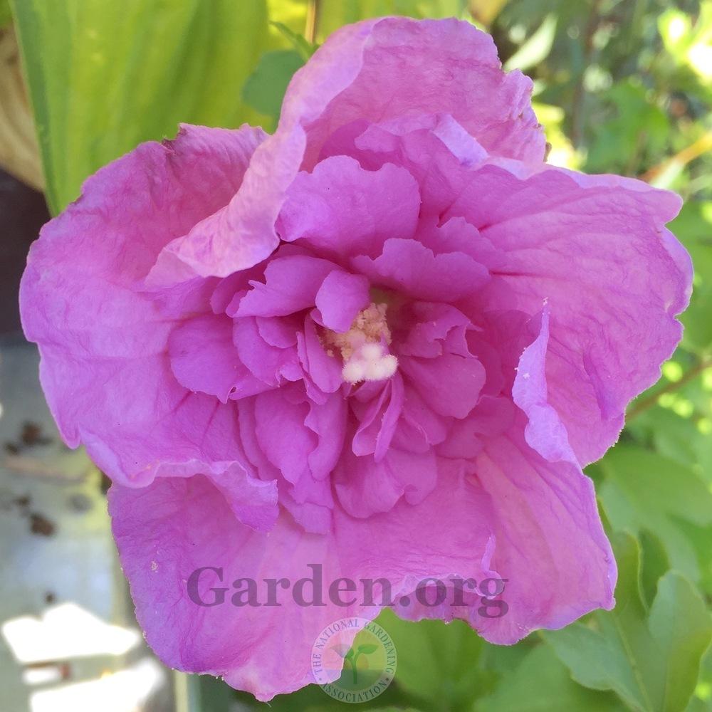 Photo of Rose of Sharon (Hibiscus syriacus Lavender Chiffon™) uploaded by Patty