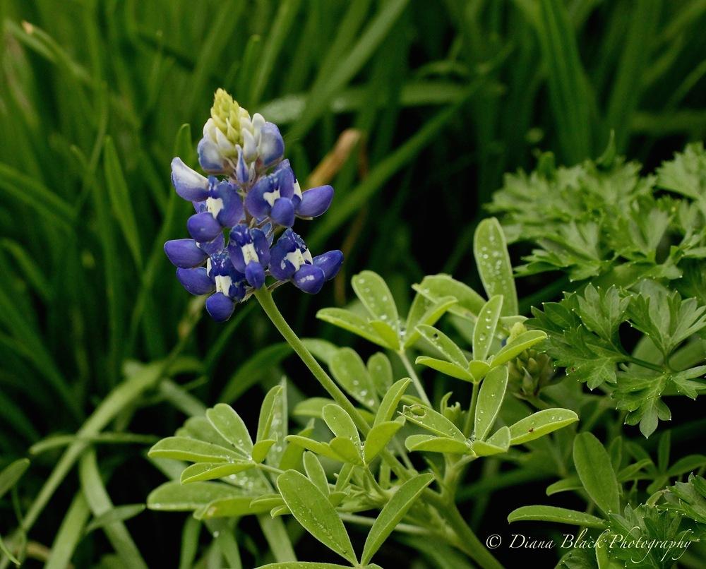 Photo of Texas Bluebonnet (Lupinus texensis) uploaded by Rocks2Blooms