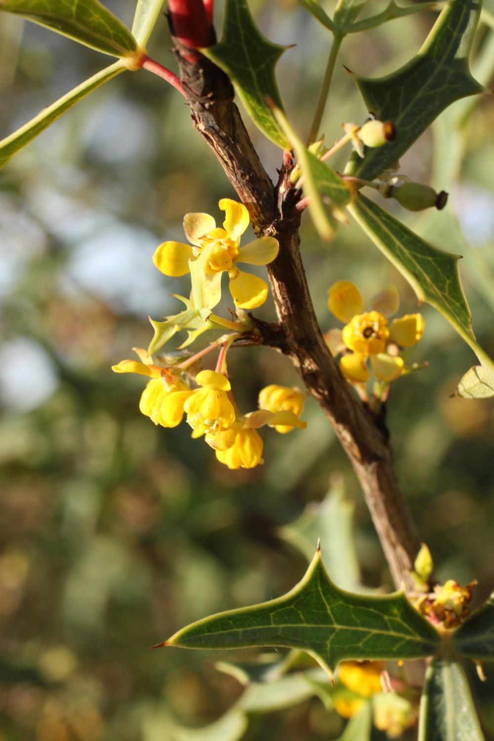Photo of Mexican Barberry (Alloberberis trifoliolata) uploaded by Rocks2Blooms