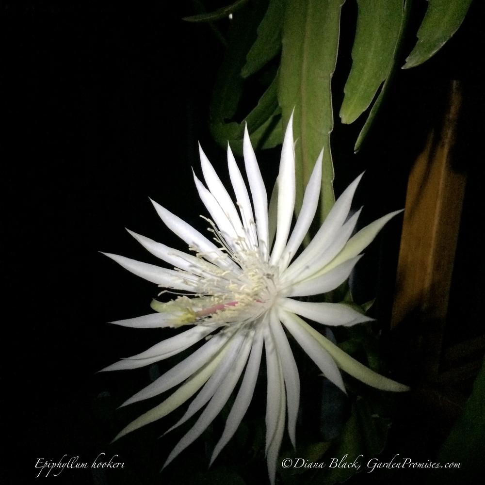 Photo of Hooker's Orchid Cactus (Epiphyllum hookeri) uploaded by Rocks2Blooms