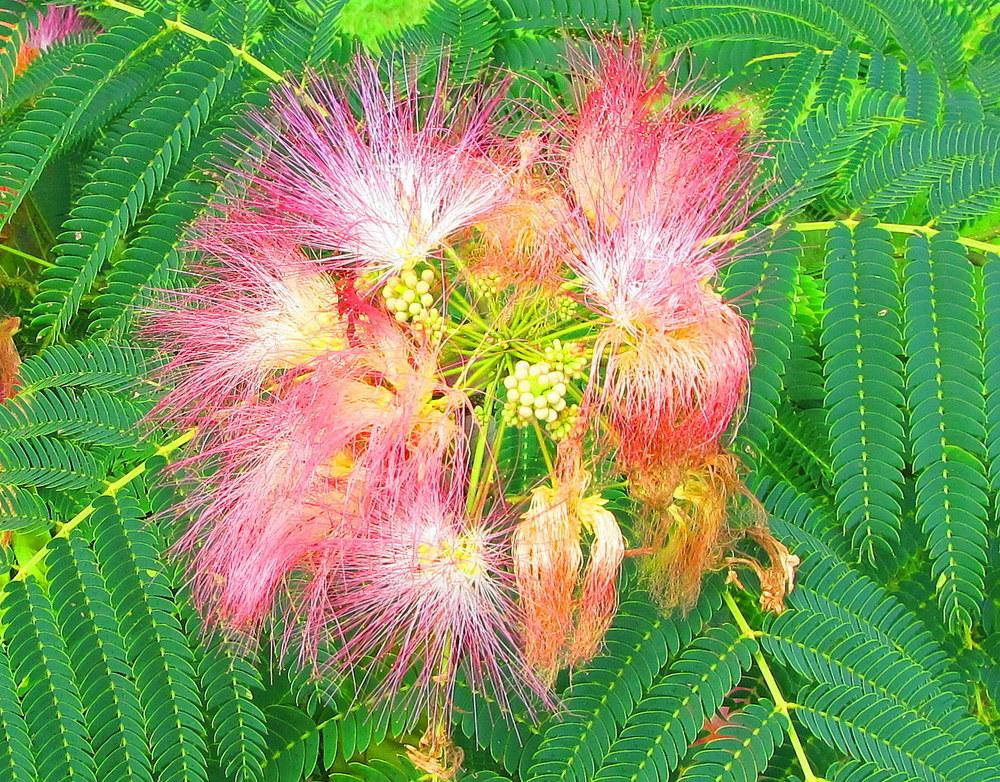 Photo of Mimosa Tree (Albizia julibrissin) uploaded by jmorth