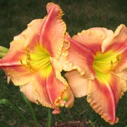 Location: my zone 5 garden
Date: 2015-08-09
This is one of my last daylilies still in bloom.