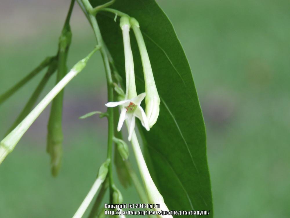 Photo of Night Blooming Jasmine (Cestrum nocturnum) uploaded by plantladylin
